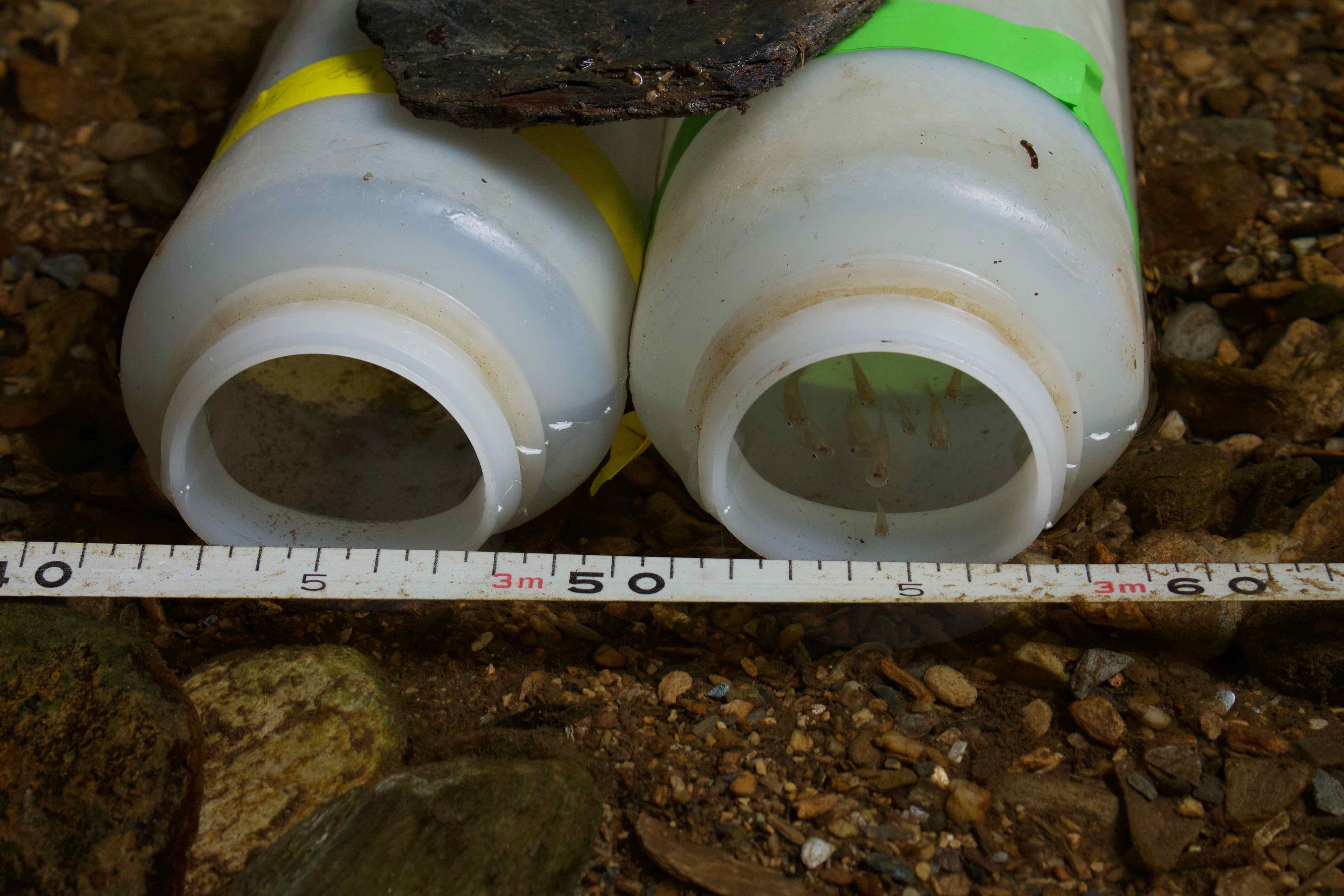 Guppies released after the experiment