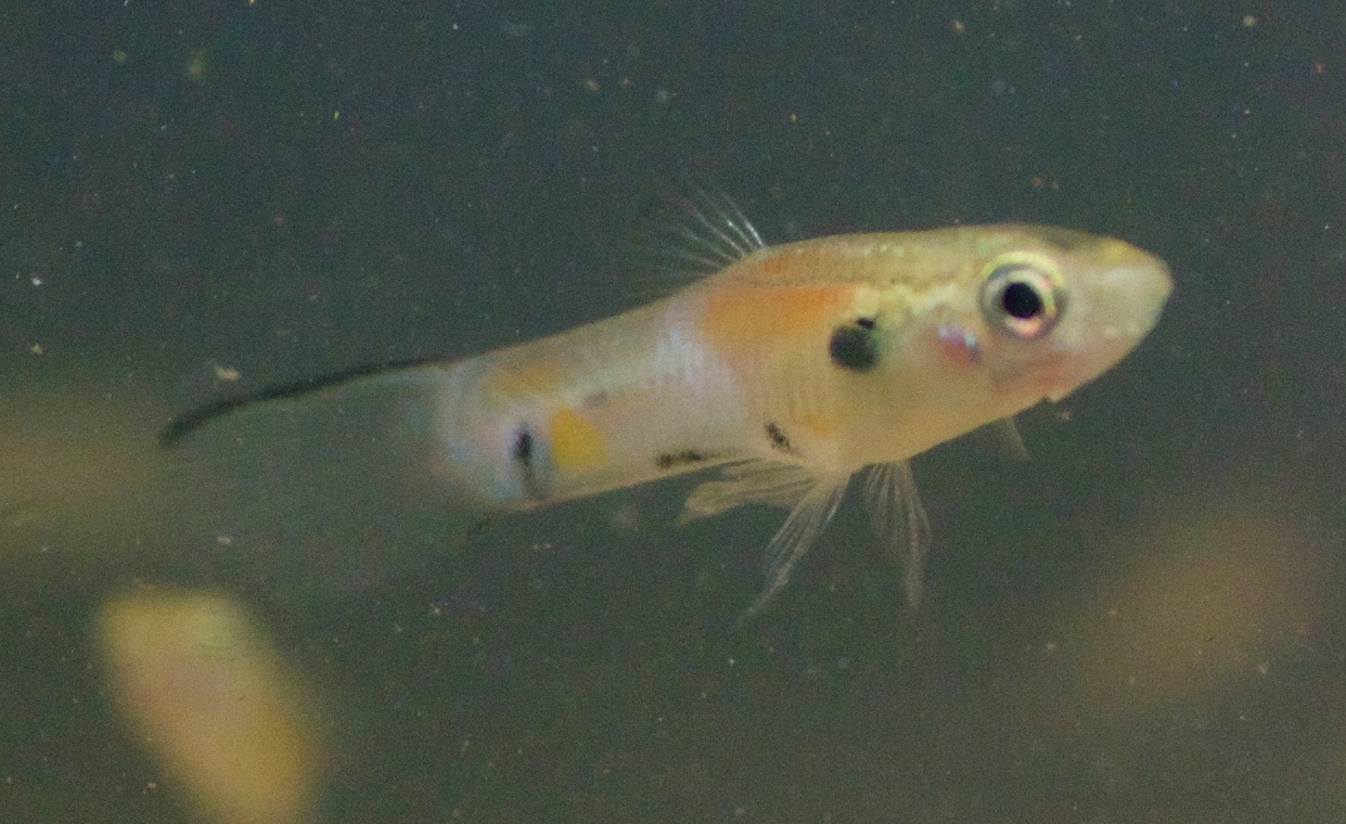 Trinidadian Guppy