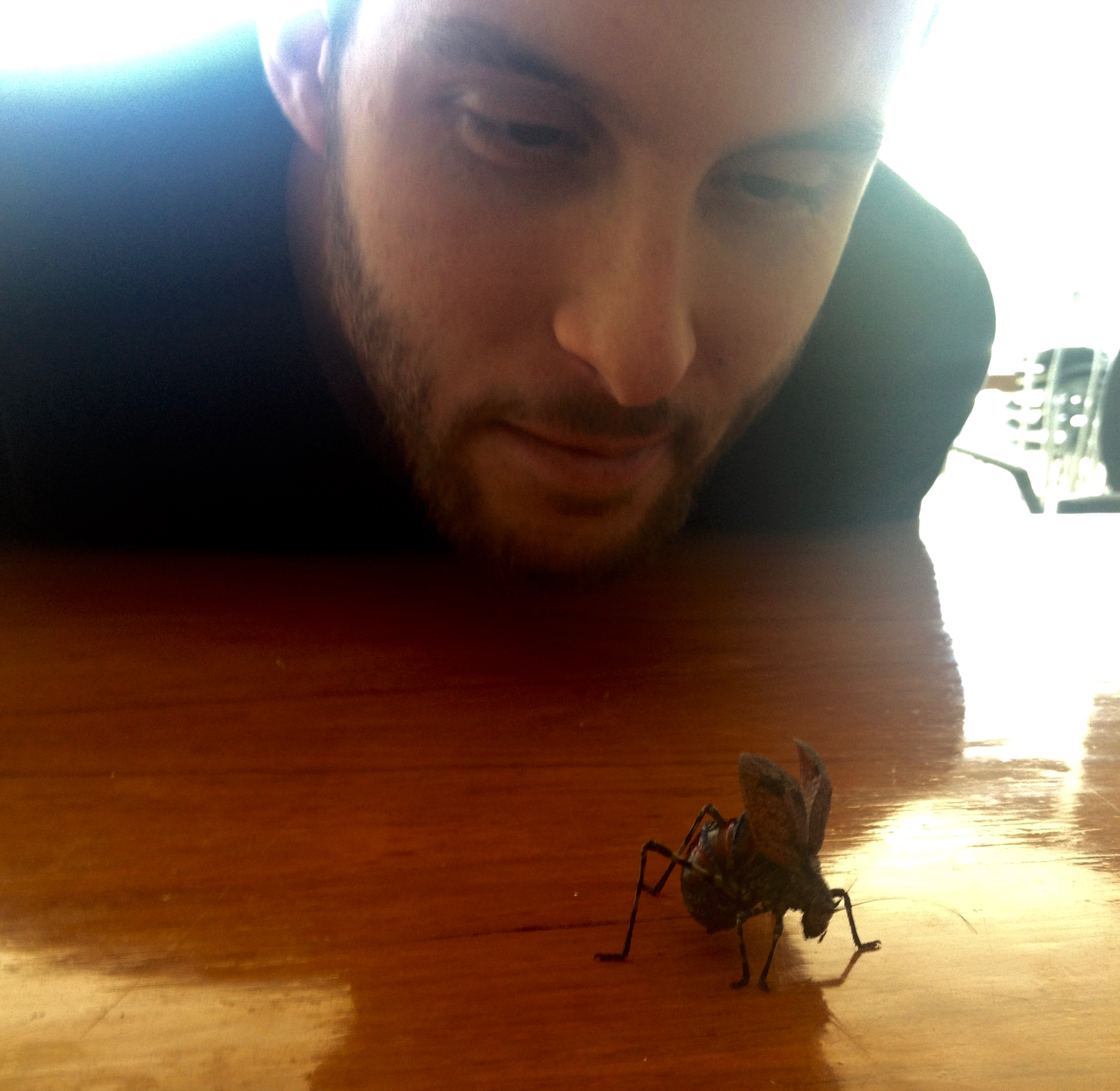 Katydid